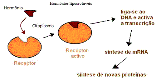 Como começar uma sintese