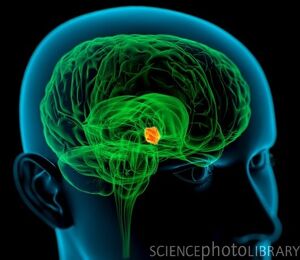 C0036822-Hypothalamus in the brain, artwork-SPL.jpg