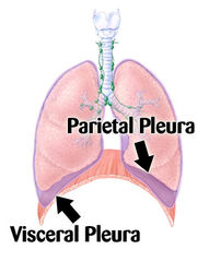 Pleura.jpg