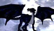 AdultDragon