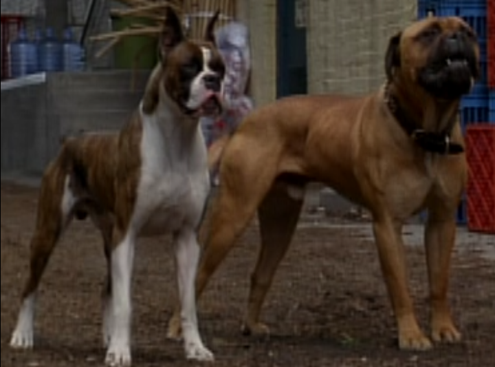What Are The Names Of The Dogs On Homeward Bound What Are The Names Of The Dogs On Homeward Bound