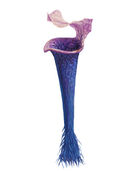 File:Chalice plant.jpg