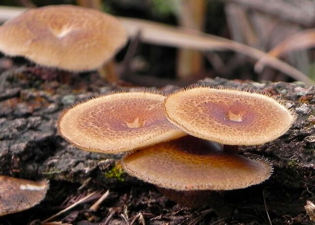 File:Pancakes in forest.jpg