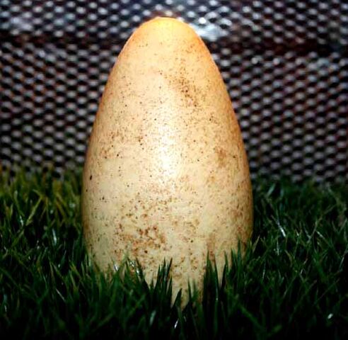 File:JP3egg5.jpg