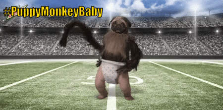 puppy monkey baby gif image puppymonkeybaby gif just wiki fandom powered by wikia puppy monkey baby gif image puppymonkeybaby gif just wiki fandom powered by wikia