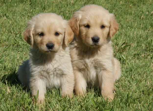 cachorros golden retriever archivo 1297390709 159844371 1 fotos de cachorros golden retriever jpg wiki kirby cachorros golden retriever archivo 1297390709 159844371 1 fotos de cachorros golden retriever jpg wiki kirby