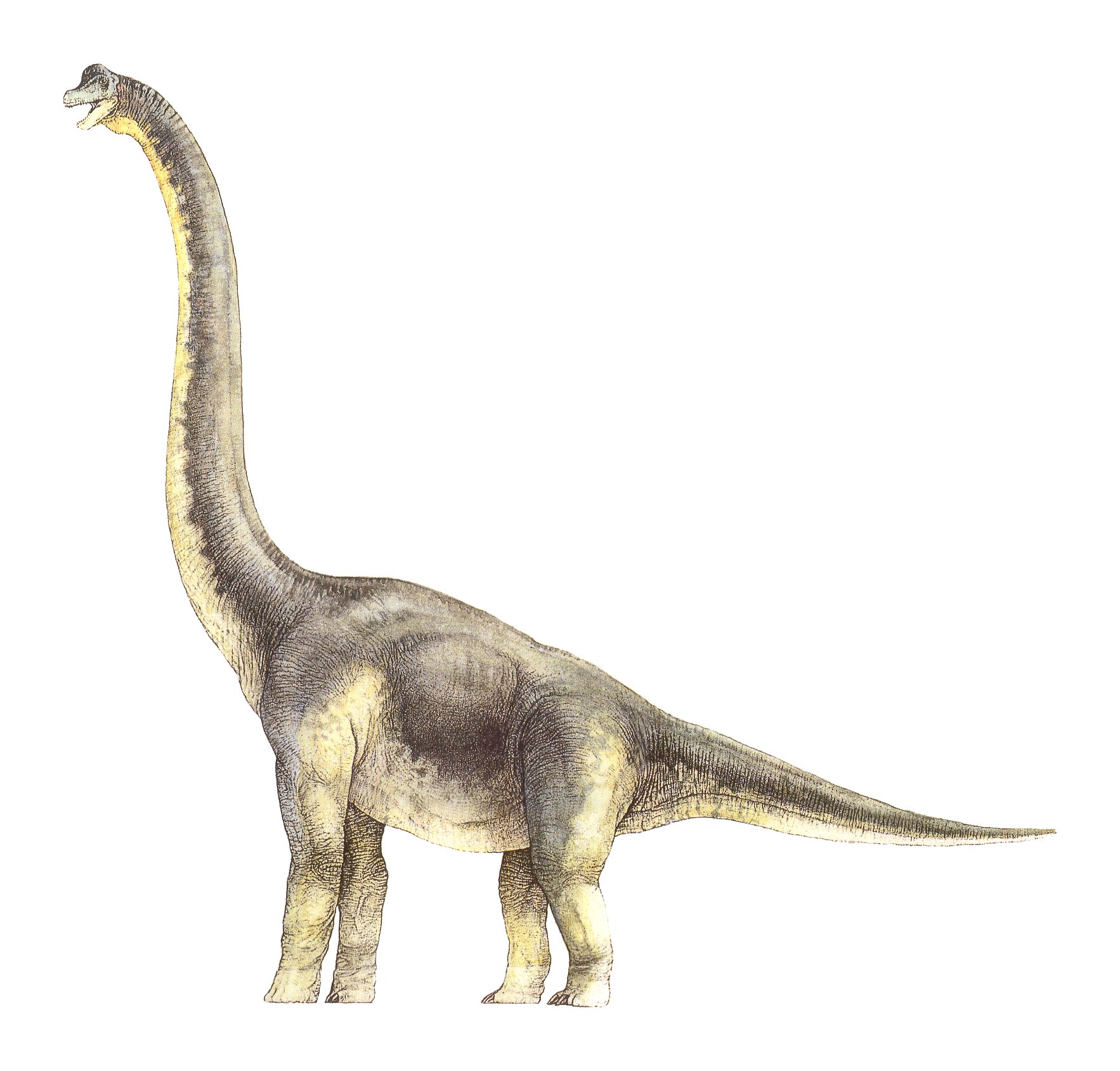 mainan brachiosaurus