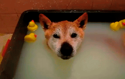 ¿Cada cuanto debo bañar a mi perro? 1