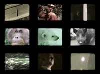 1980 orientation stills boar