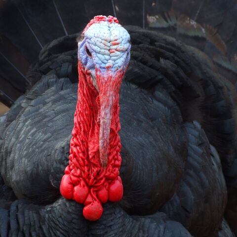 File:Turkey.jpg