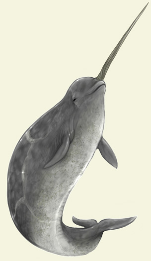 Dark Narwhal | Magistr...