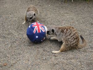 Symbio wildlife park