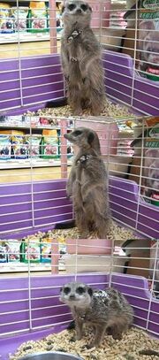 Meerkat Selling in Japan