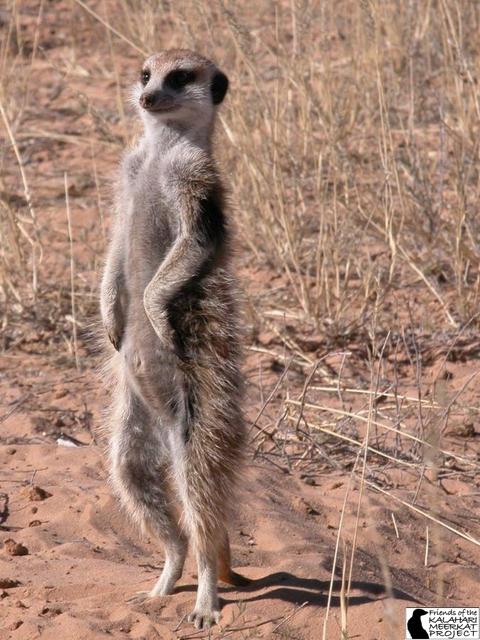The Meerkats Full Movie Part 1