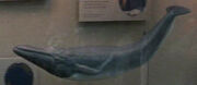 Fin whale model