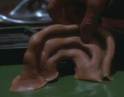 Prothese Ohr männlicher Ferengi