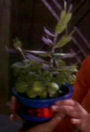 Bajoran spiny basil.jpg