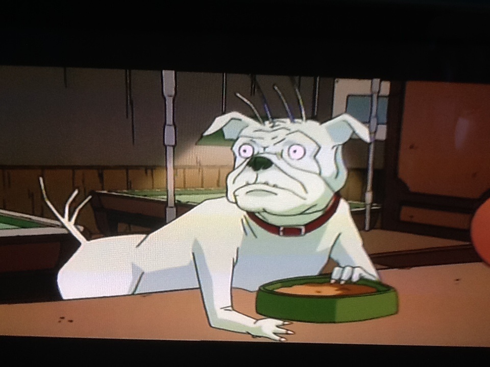 frank the pug costume frank the pug in black wiki fandom powered by wikia frank the pug costume frank the pug in black wiki fandom powered by wikia