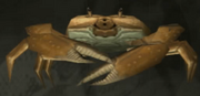 Mangrovecrab