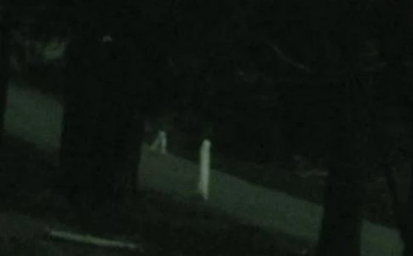 Nightcrawlers | Monster Wiki | Fandom powered by Wikia