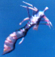 (LB)PoisonStinger