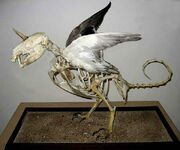 3wolpertinger-skelett.jpg