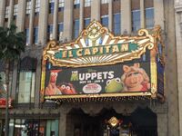 capitan el theatre muppets muppet film piggy miss wikia couture collection other hollywood attendance slew crew celebrities cast well were