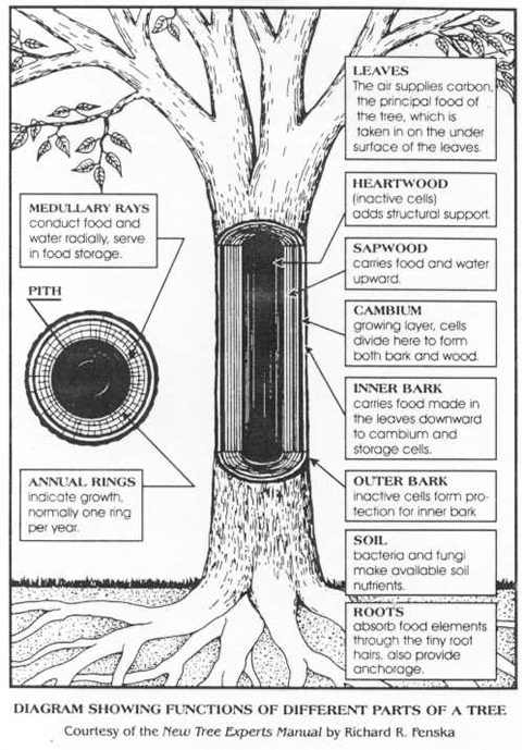 Parts Of A Tree Nature Wiki Fandom Powered By Wikia