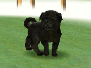 pug nintendogs pug nintendogs wiki pug nintendogs pug nintendogs wiki