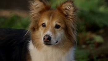 Once Upon A Time Show Dog Season Heartless Once Upon A Time Show Dog Season Heartless
