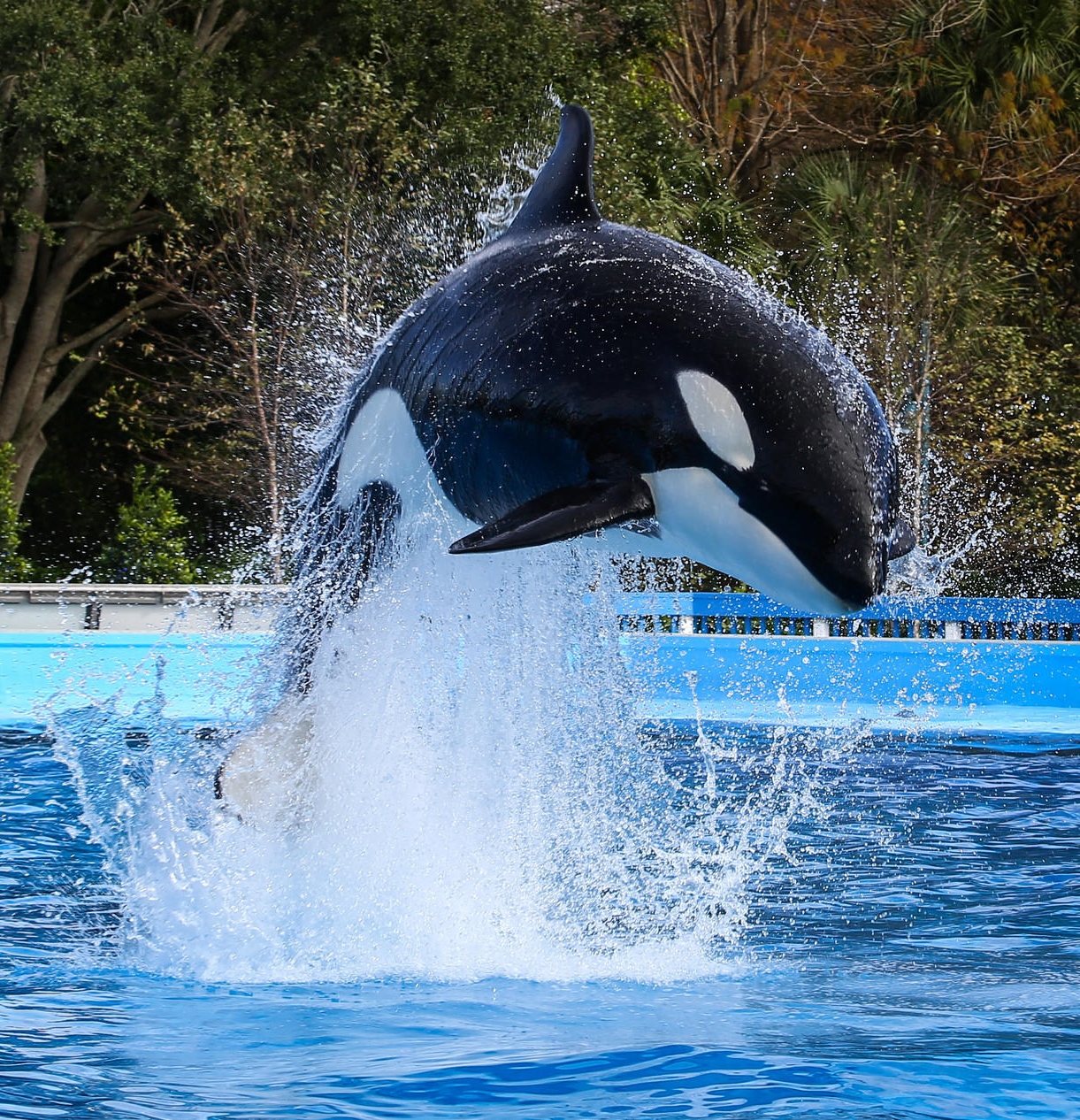 CategoryNalani Orca Pod Wiki Fandom powered by Wikia