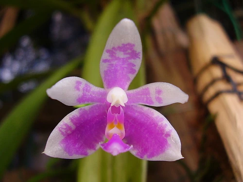 Phalaenopsis modesta Orchids Wiki Fandom powered by Wikia