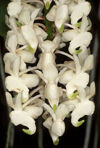 Aerides odorata alba