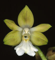 Calanthe plantaginea