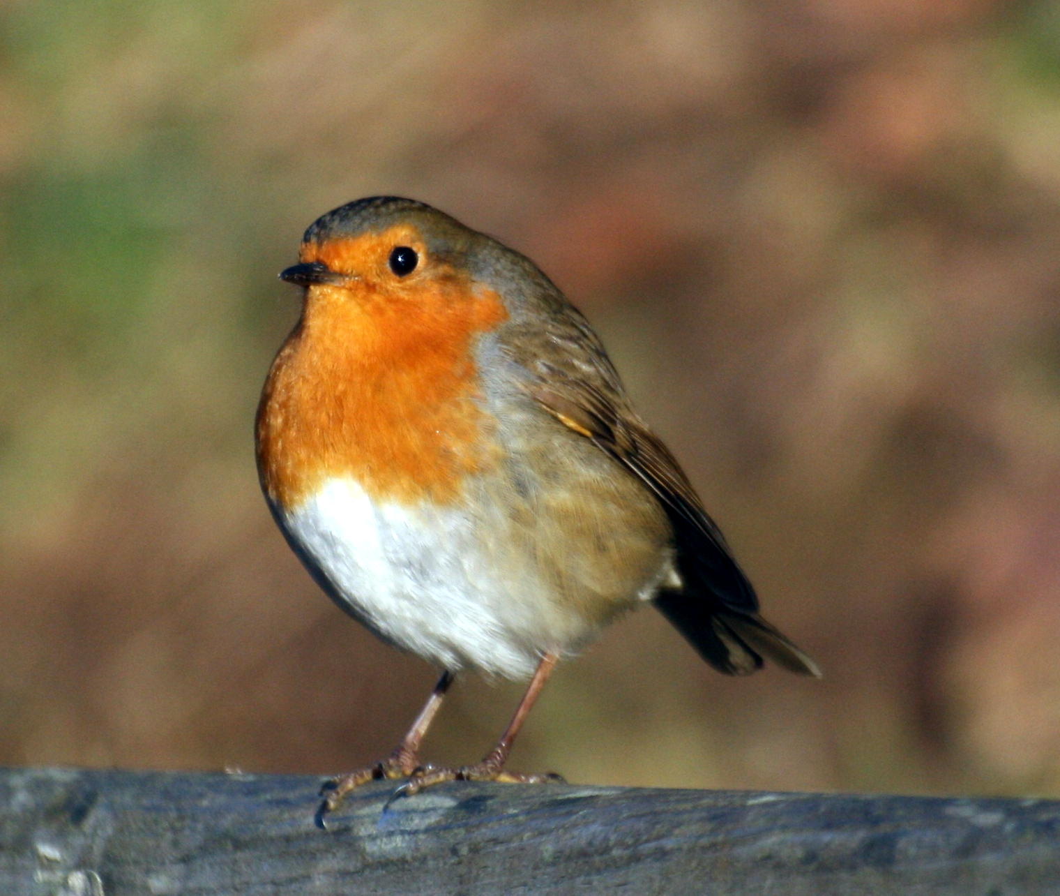 European Robin | The Parody Wiki | Fandom powered by Wikia