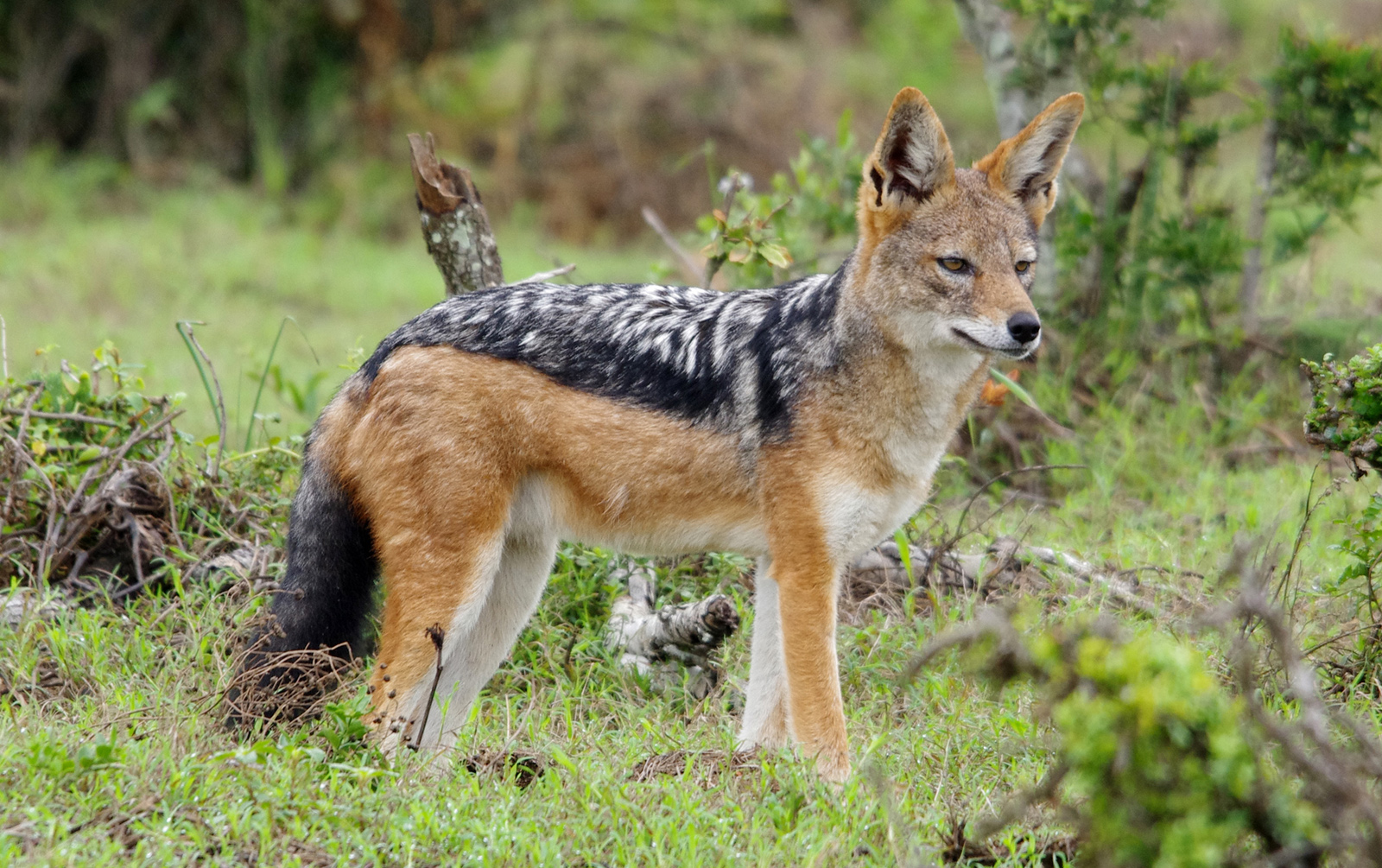 Resultado de imagem para black backed jackal