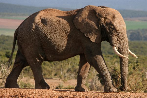 African Bush Elephant | The Parody Wiki | Fandom powered by Wikia