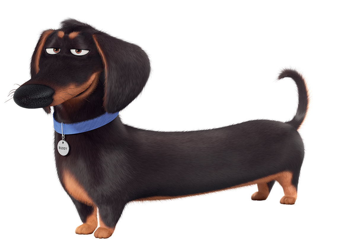 secret of pets buddy the secret of pets the wiki fandom powered by wikia secret of pets buddy the secret of pets the wiki fandom powered by wikia
