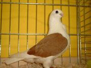 Aachener LackschildmC3B6vchen