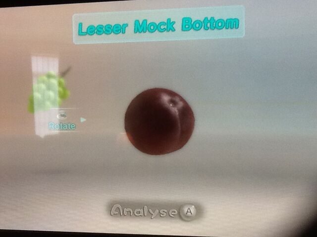 File:Lesser Mock Bottom.jpg