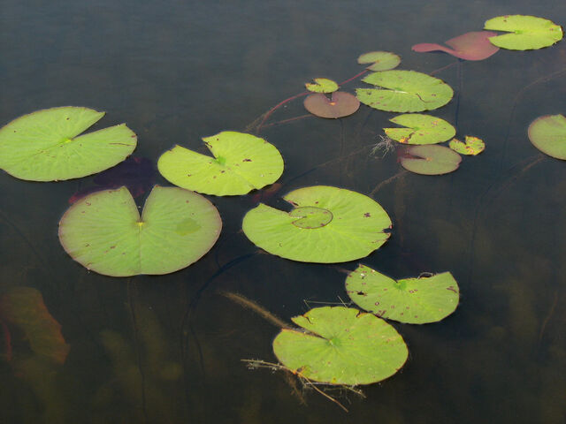File:Lily pad stock 2 by moonchilde stock-d3g50nk.jpg