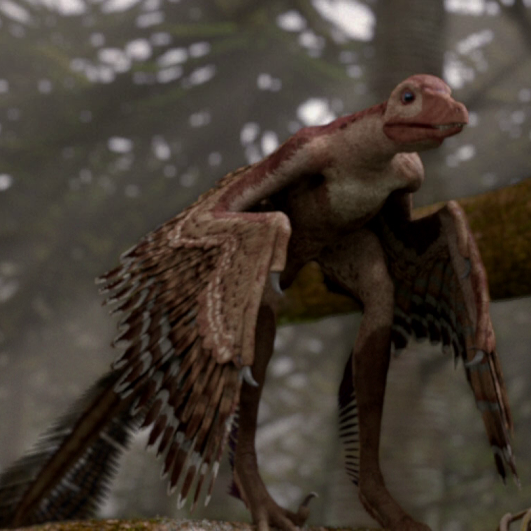 Image - SinornithosaurusPortrait.png | Planet Dinosaur Wiki | Fandom powered by Wikia
