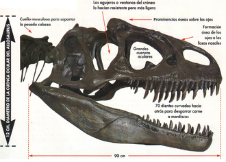 Cráneo allosaurus.png