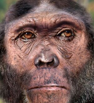 Homo Rudolfensis
