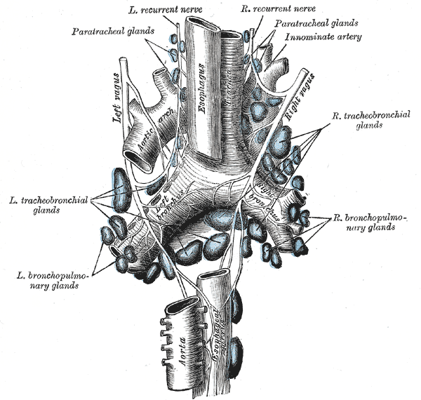 vertebrate-trachea-psychology-wiki-fandom-powered-by-wikia