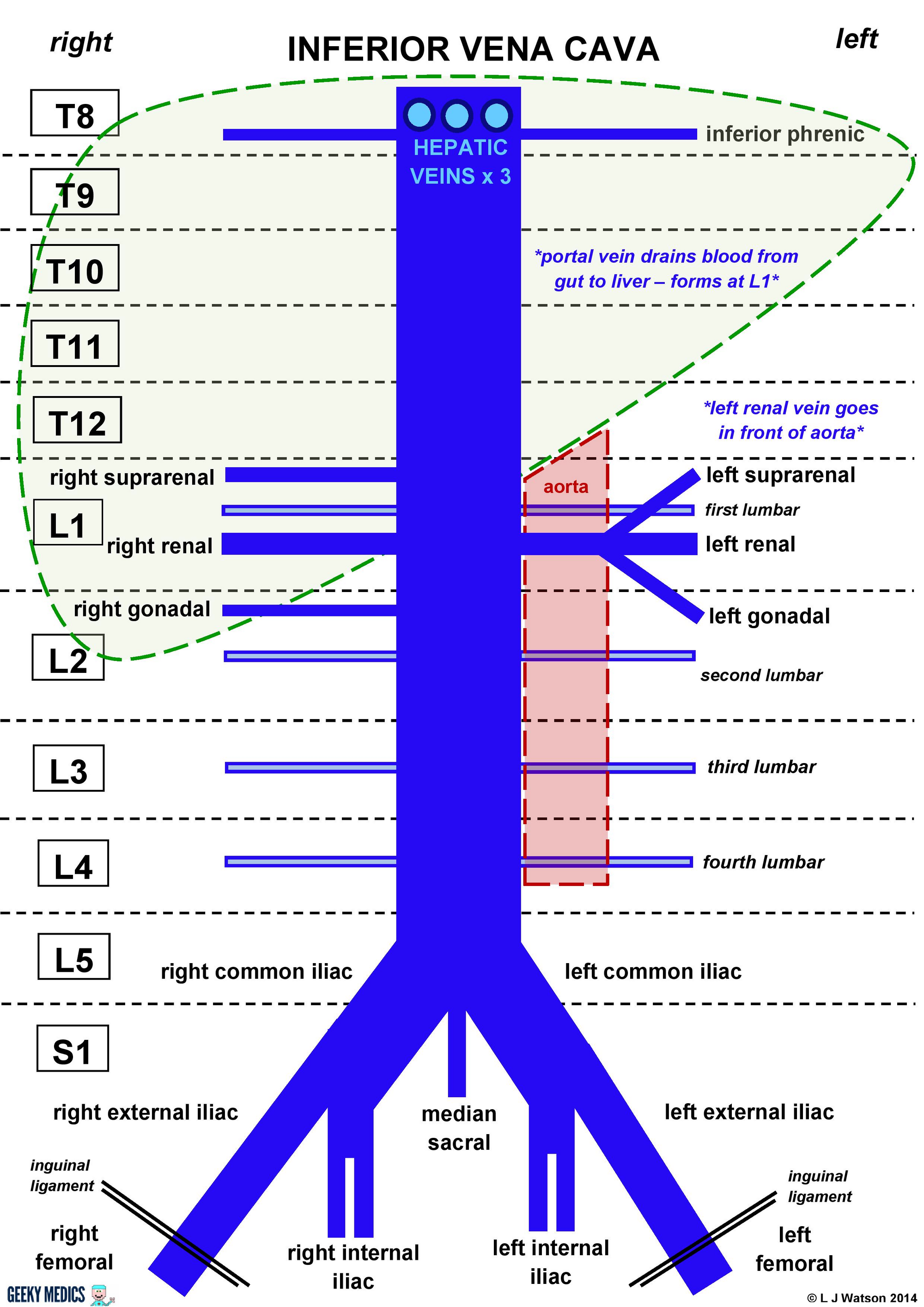 Abdomen Venous IVC And Tributaries RANZCRPart1 Wiki Fandom Powered abdomen-venous-ivc-and-tributaries-ranzcrpart1-wiki-fandom-powered
