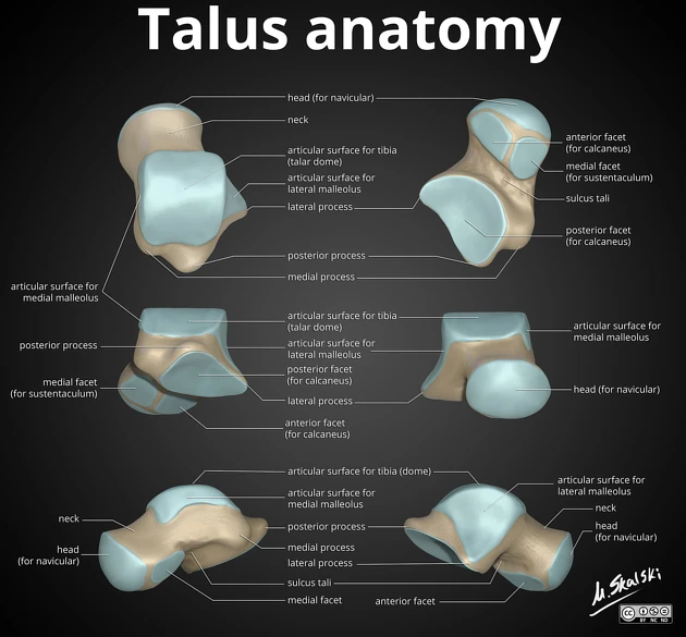 Bone Bones of the Foot Talus & calcaneus RANZCRPart1 Wiki FANDOM powered by Wikia