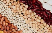 Lentil