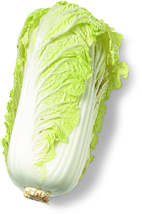 What is the scientific name for cabbage?