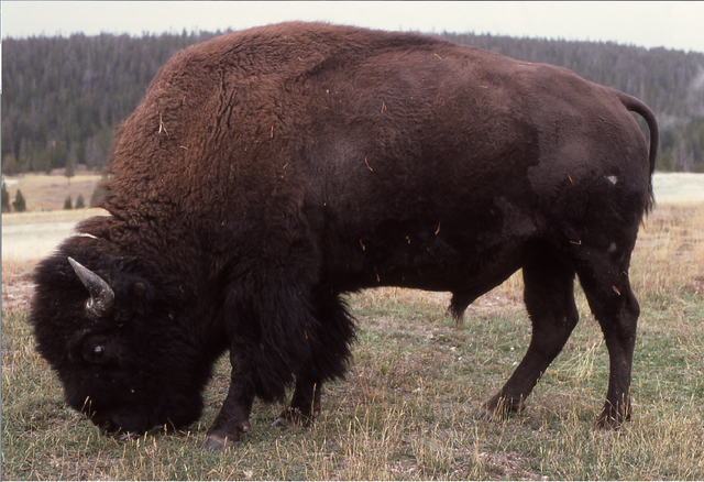 File:Buffel.png